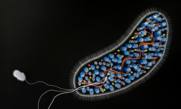 A Whole Cell Model